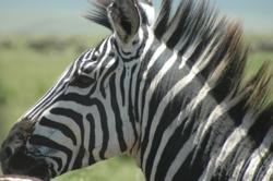 African Safari (Photo: Africa Adventure Consultants)