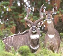 Ethiopian Wildlife