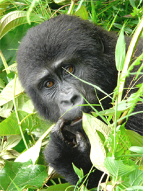 Young mountain gorilla peers out from jungle foliage on Africa Adventure Consultants safari Ã‚Â© Gretchen Healey/Africa Adventure Consultants 