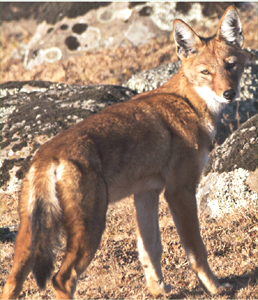 Ethiopian Wolf (Photo: independent.co.uk)